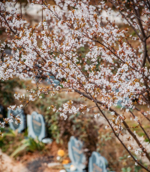 贵阳花溪福泽园公墓陵园